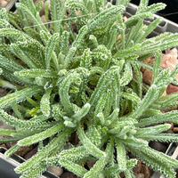 Achillea 'King Alfred'